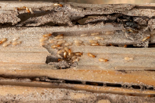 Best Ant Control Services  in Gate City, VA